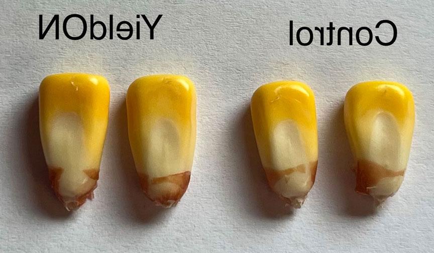 YieldON玉米籽粒对比图 